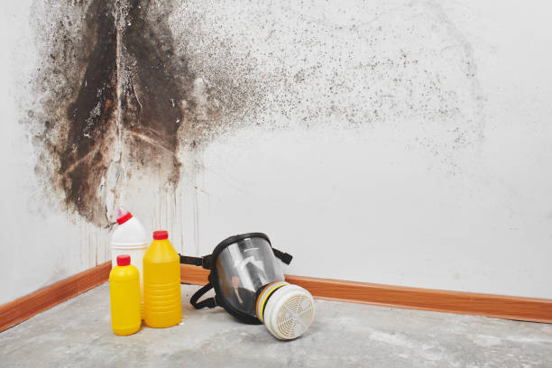 Certified Mold Removal in Falmouth, KY
