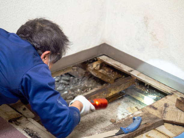 Best Crawl Space Mold Removal  in Falmouth, KY