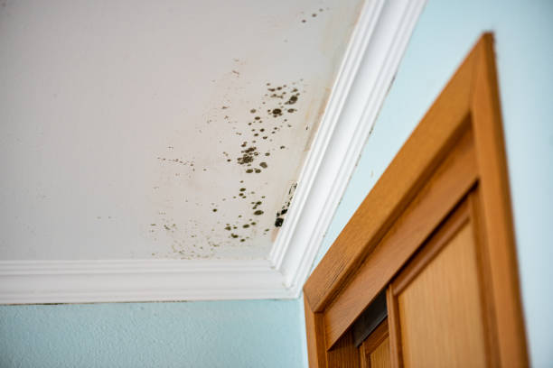 Best Toxic Mold Removal  in Falmouth, KY