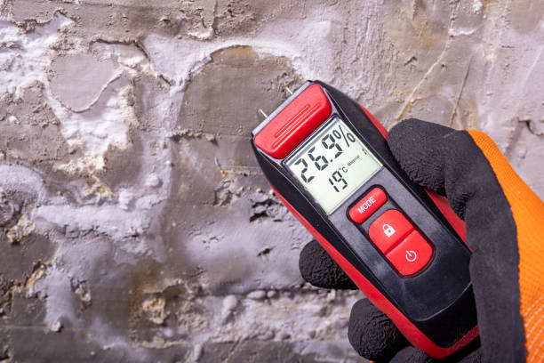 Best Black Mold Removal  in Falmouth, KY