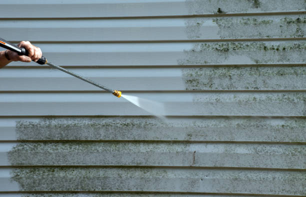 Best Mold Damage Repair  in Falmouth, KY