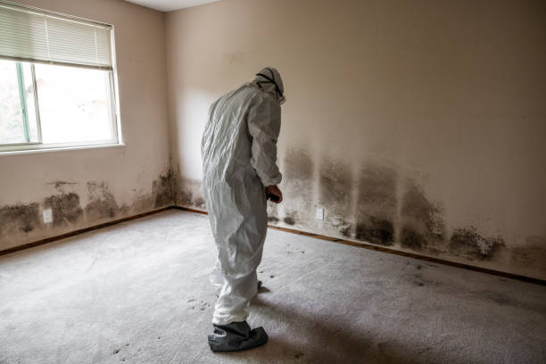 Best Commercial Mold Removal  in Falmouth, KY